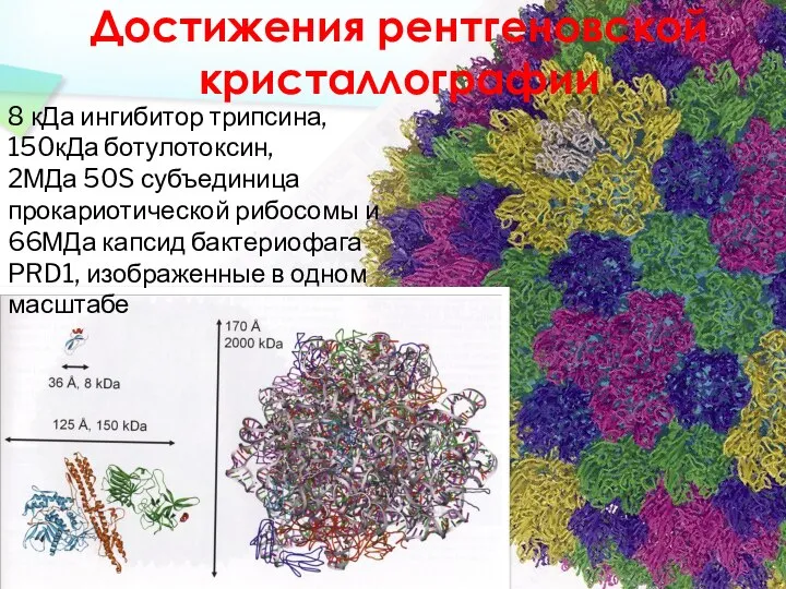 Достижения рентгеновской кристаллографии 8 кДа ингибитор трипсина, 150кДа ботулотоксин, 2МДа 50S