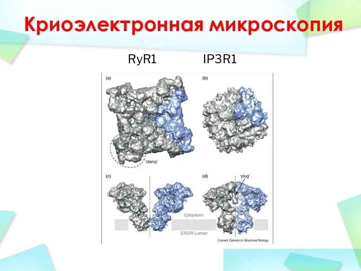 Криоэлектронная микроскопия RyR1 IP3R1