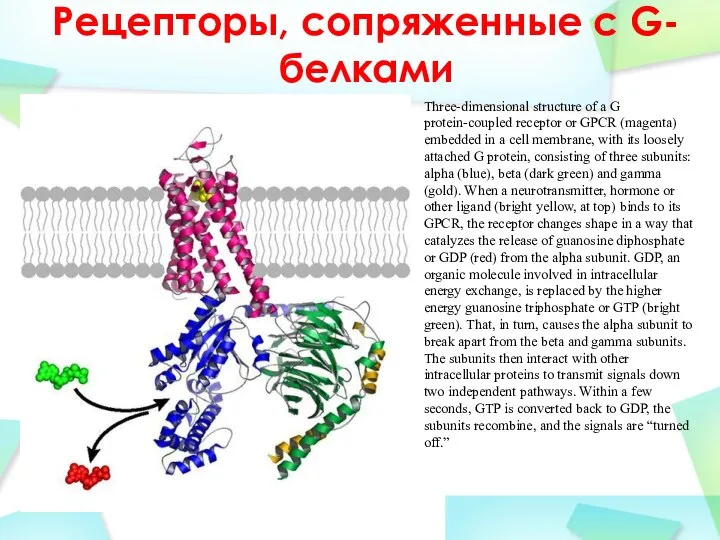 Рецепторы, сопряженные с G-белками Three-dimensional structure of a G protein-coupled receptor