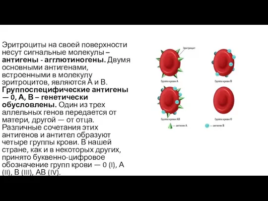 Эритроциты на своей поверхности несут сигнальные молекулы – антигены - агглютиногены.