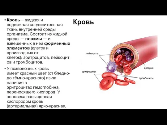 Кровь Кровь— жидкая и подвижная соединительная ткань внутренней среды организма. Состоит