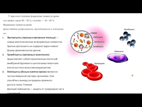 У взрослого человека форменные элементы крови составляют около 40—50 %, а