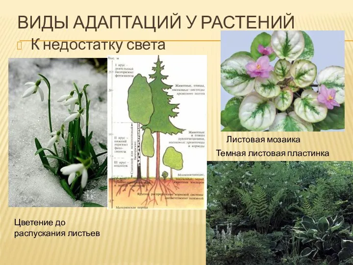 ВИДЫ АДАПТАЦИЙ У РАСТЕНИЙ К недостатку света Листовая мозаика Темная листовая пластинка Цветение до распускания листьев