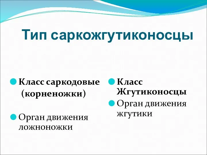 Тип саркожгутиконосцы Класс саркодовые (корненожки) Орган движения ложноножки Класс Жгутиконосцы Орган движения жгутики