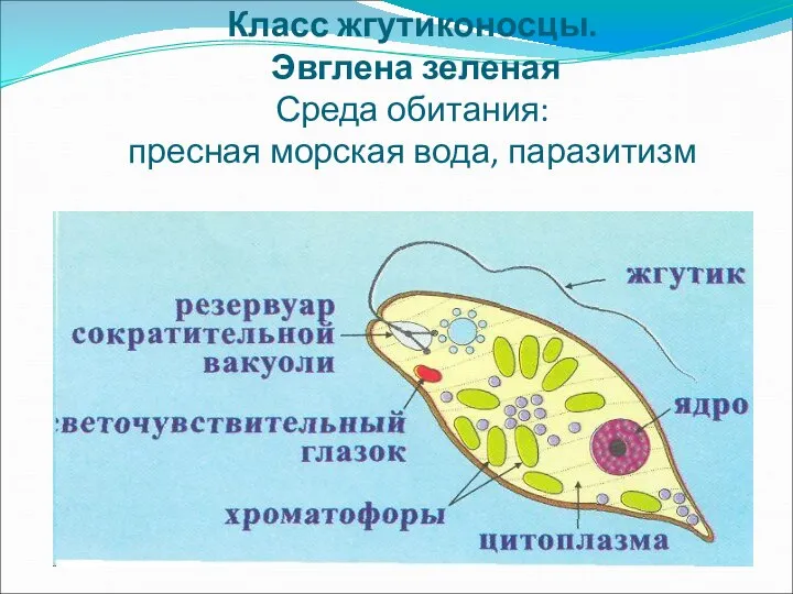 Класс жгутиконосцы. Эвглена зеленая Среда обитания: пресная морская вода, паразитизм