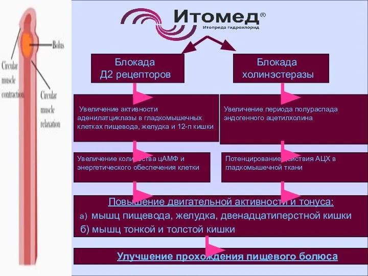 Повышение двигательной активности и тонуса: а) мышц пищевода, желудка, двенадцатиперстной кишки