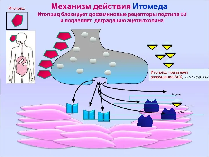 Механизм действия Итомеда Итоприд блокирует дофаминовые рецепторы подтипа D2 и подавляет