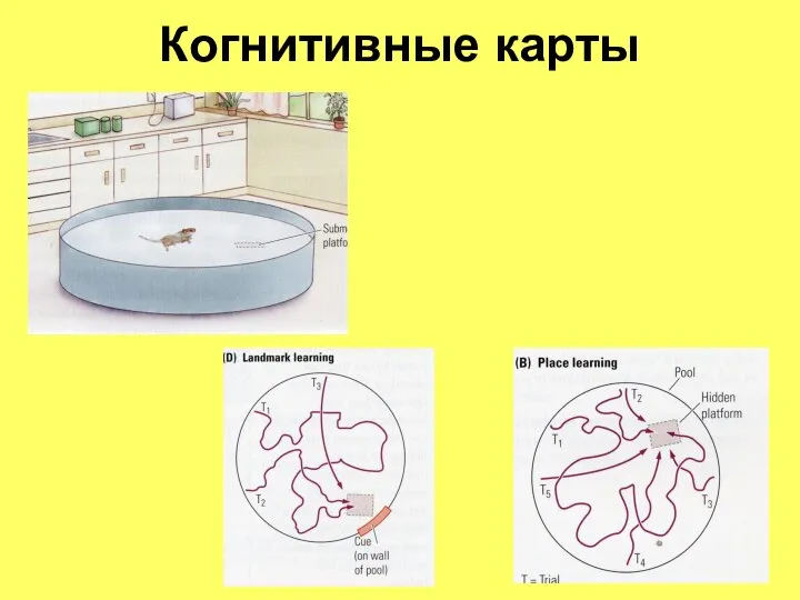 Когнитивные карты