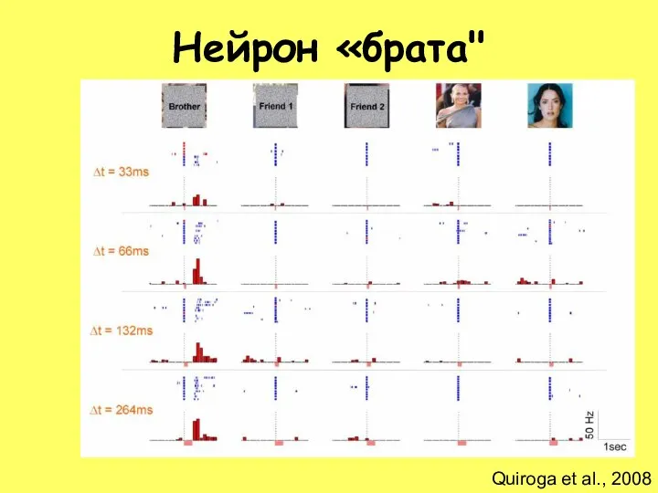 Quiroga et al., 2008 Нейрон «брата"