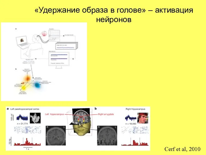 Cerf et al, 2010 «Удержание образа в голове» – активация нейронов