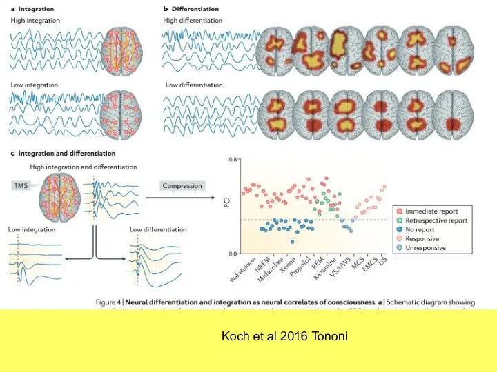 Koch et al 2016 Tononi