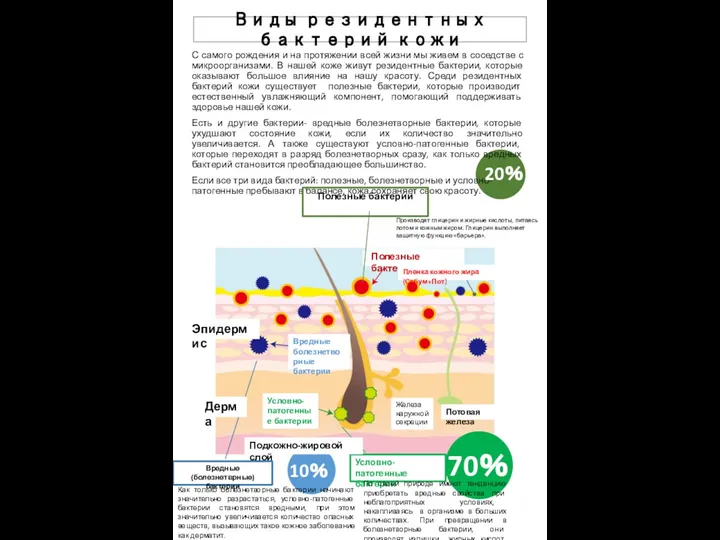 Виды резидентных бактерий кожи С самого рождения и на протяжении всей