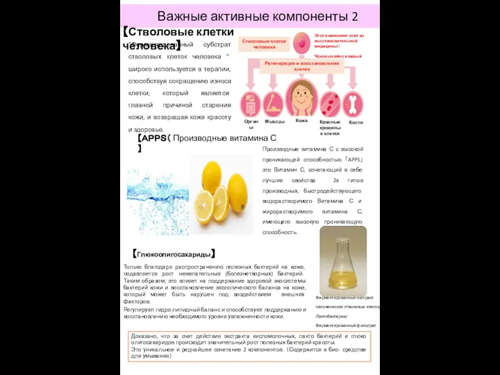 Ферментированный экстракт человеческих стволовых клеток/ Лактобактерии/ Ферментированный фильтрат соевого молока/витамин С