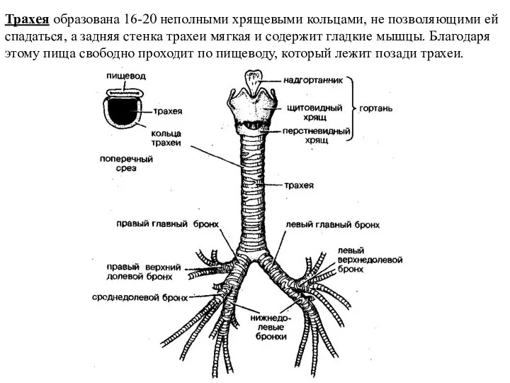 Трахея образована 16-20 неполными хрящевыми кольцами, не позволяющими ей спадаться, а