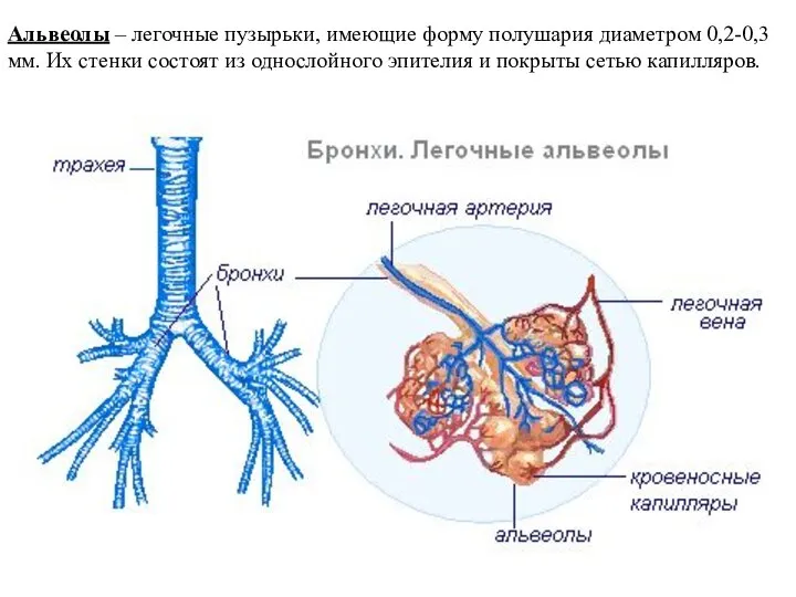 Альвеолы – легочные пузырьки, имеющие форму полушария диаметром 0,2-0,3 мм. Их