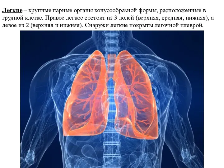 Легкие – крупные парные органы конусообразной формы, расположенные в грудной клетке.