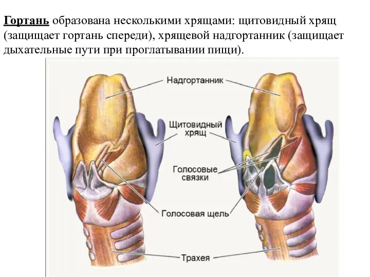 Гортань образована несколькими хрящами: щитовидный хрящ (защищает гортань спереди), хрящевой надгортанник