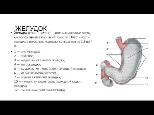 ЖЕЛУДОК Желудок (греч. — gaster) — полый мышечный орган, расположенный в
