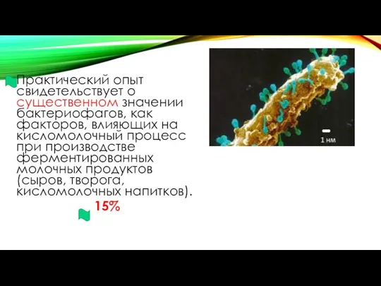 Практический опыт свидетельствует о существенном значении бактериофагов, как факторов, влияющих на