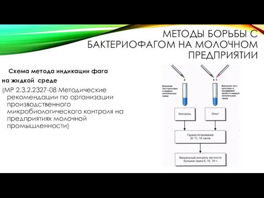 МЕТОДЫ БОРЬБЫ С БАКТЕРИОФАГОМ НА МОЛОЧНОМ ПРЕДПРИЯТИИ Схема метода индикации фага