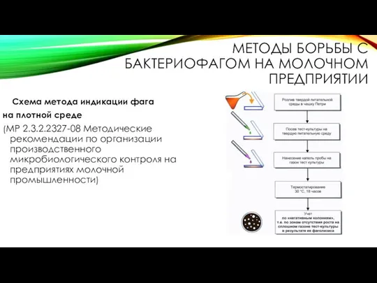 МЕТОДЫ БОРЬБЫ С БАКТЕРИОФАГОМ НА МОЛОЧНОМ ПРЕДПРИЯТИИ Схема метода индикации фага