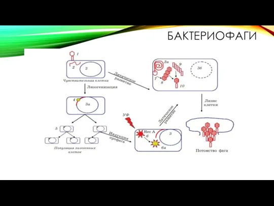 БАКТЕРИОФАГИ