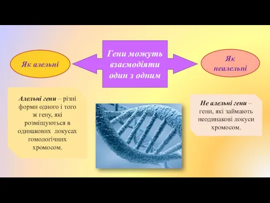 Алельні гени – різні форми одного і того ж гену, які