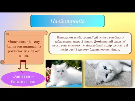 Плейотропія Множинна дія гену. Один ген впливає на розвиток декількох ознак.