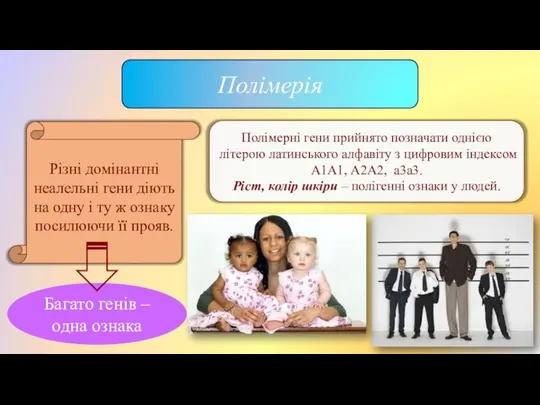 Полімерія Різні домінантні неалельні гени діють на одну і ту ж