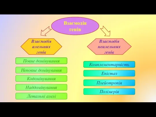 Взаємодія генів Взаємодія неалельних генів Взаємодія алельних генів Повне домінування Неповне
