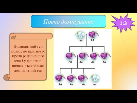 Повне домінування Домінантний ген повністю пригнічує прояв рецесивного гена і у