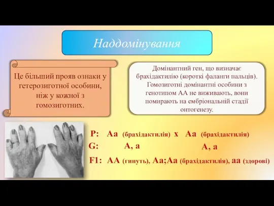 Наддомінування Це більший прояв ознаки у гетерозиготної особини, ніж у кожної