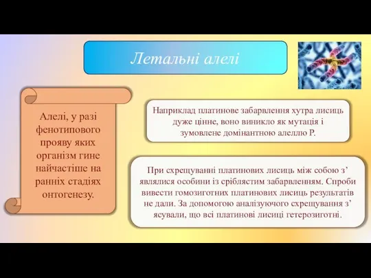 Летальні алелі Алелі, у разі фенотипового прояву яких організм гине найчастіше