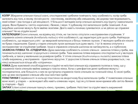 КОЛІР Збираючи опеньки пізньої осені, спостережливі грибники помічають таку особливість: колір