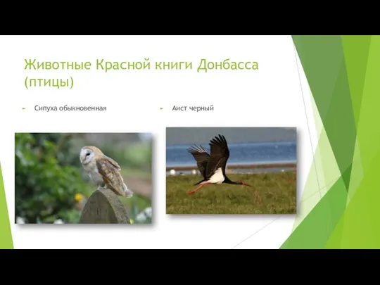Животные Красной книги Донбасса(птицы) Сипуха обыкновенная Аист черный