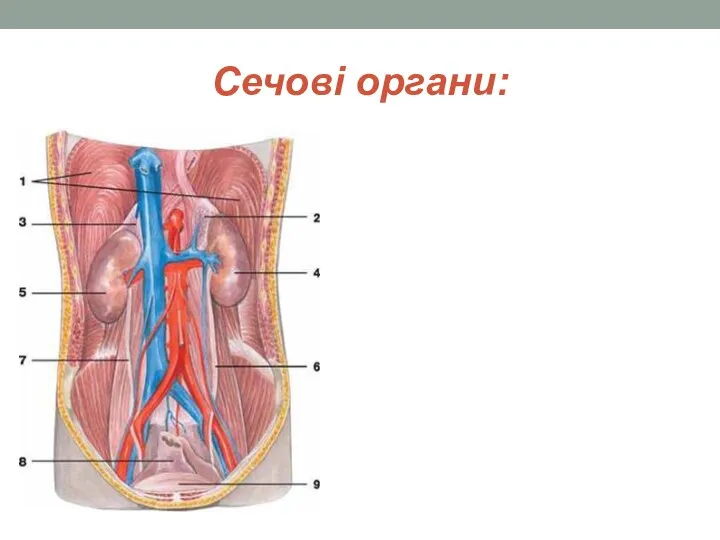 Сечові органи: