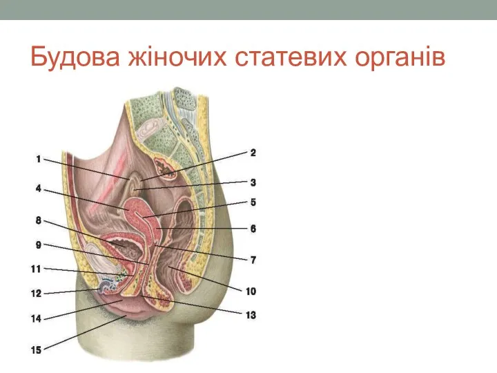 Будова жіночих статевих органів