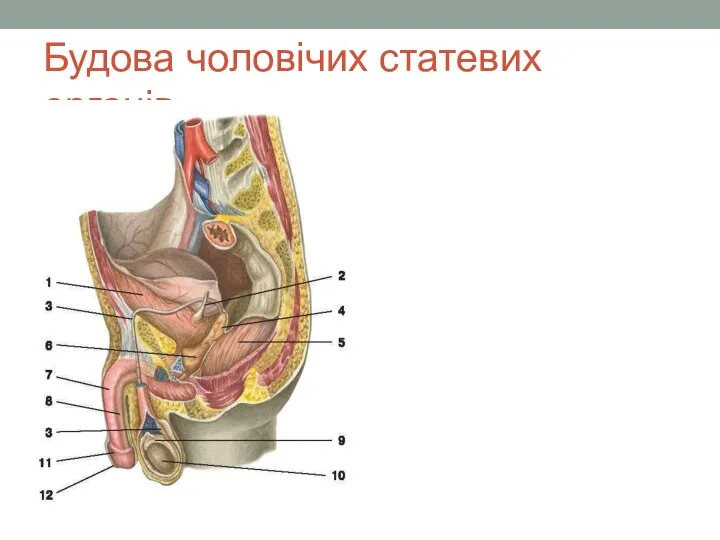 Будова чоловічих статевих органів