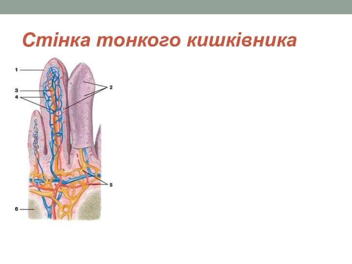 Стінка тонкого кишківника