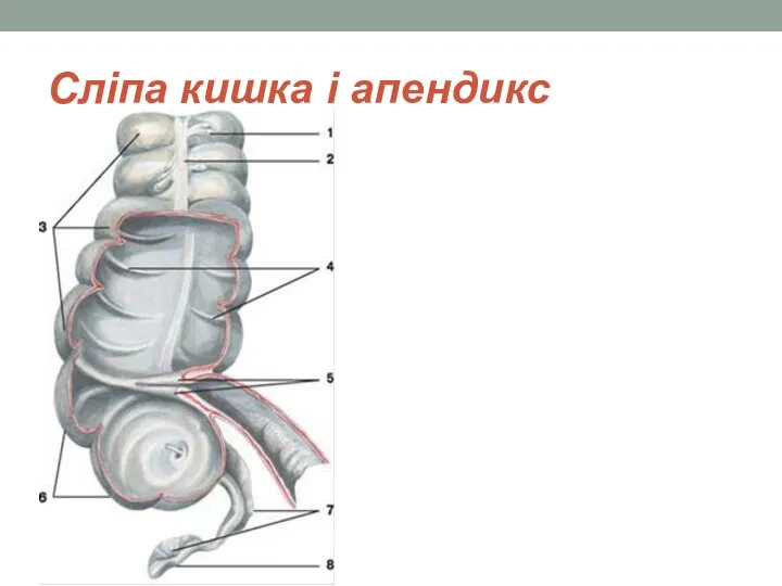 Сліпа кишка і апендикс