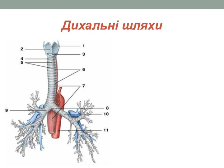 Дихальні шляхи