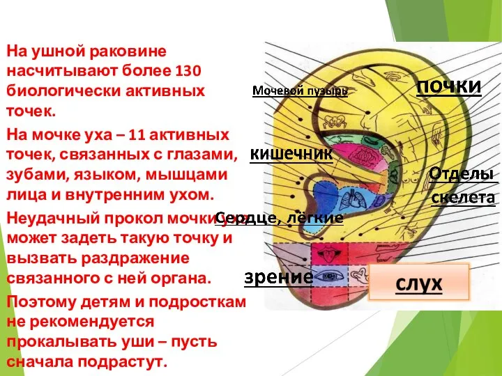 На ушной раковине насчитывают более 130 биологически активных точек. На мочке