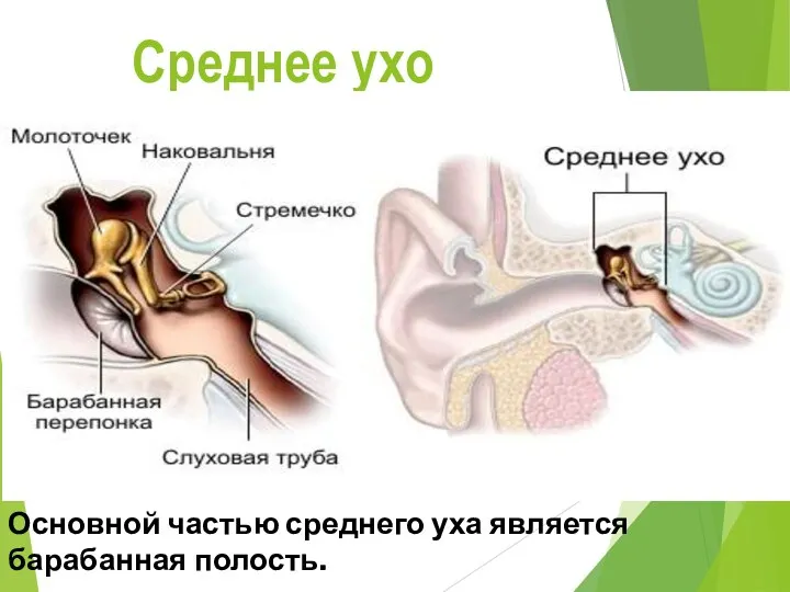 Среднее ухо Основной частью среднего уха является барабанная полость.