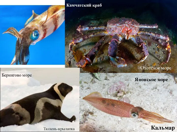 Берингово море Кальмар Японское море