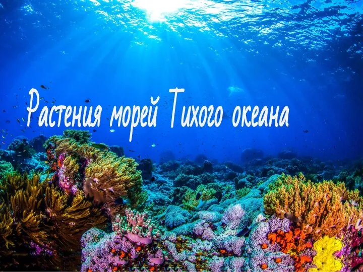 Растения морей Тихого океана