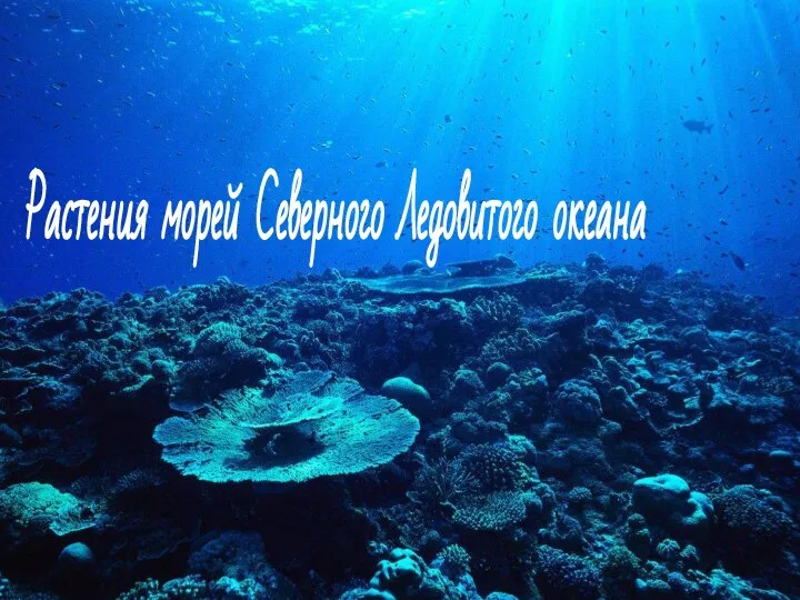 Растения морей Северного Ледовитого океана