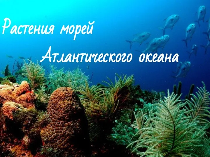 Растения морей Атлантического океана