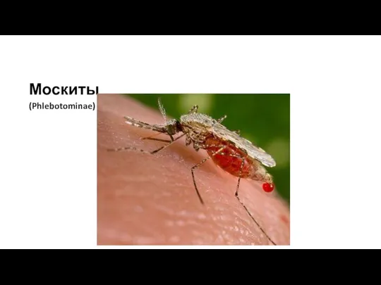 Москиты (Phlebotominae)