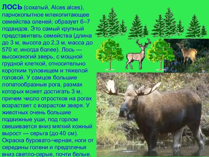 ЛОСЬ (сохатый, Alces alces), парнокопытное млекопитающее семейства оленей; образует 6–7 подвидов.