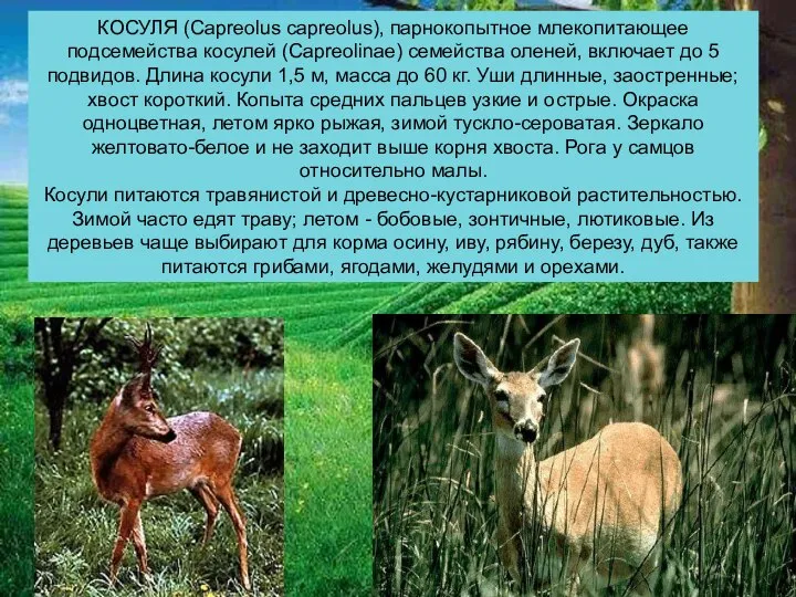 КОСУЛЯ (Capreolus capreolus), парнокопытное млекопитающее подсемейства косулей (Capreolinae) семейства оленей, включает